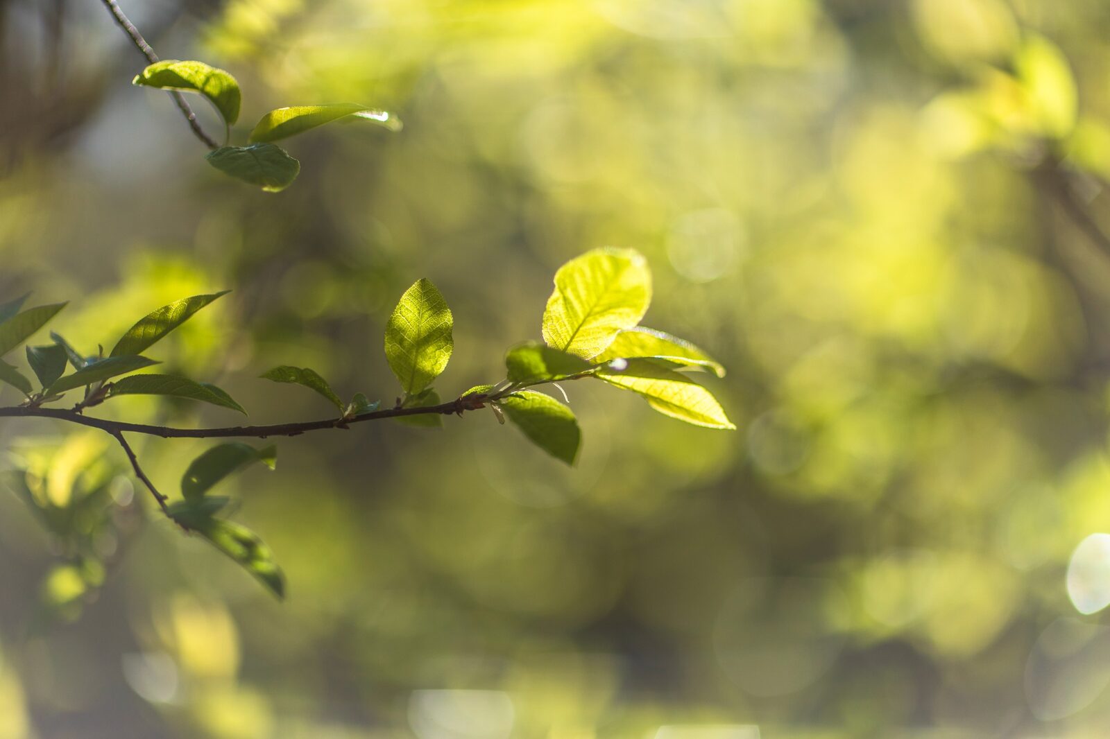 Sunlight through forest leaves