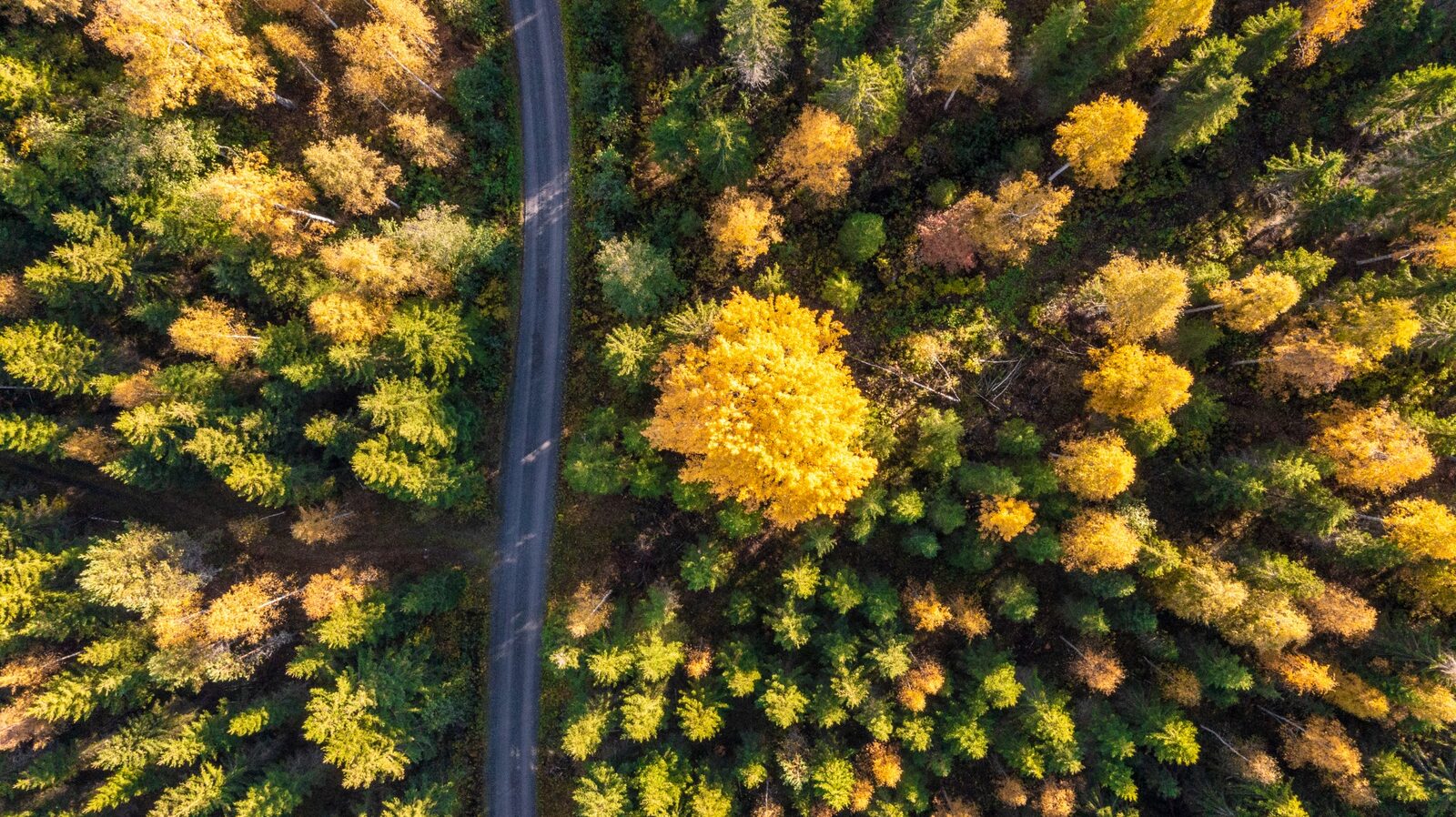 Autumn forest canopy with road