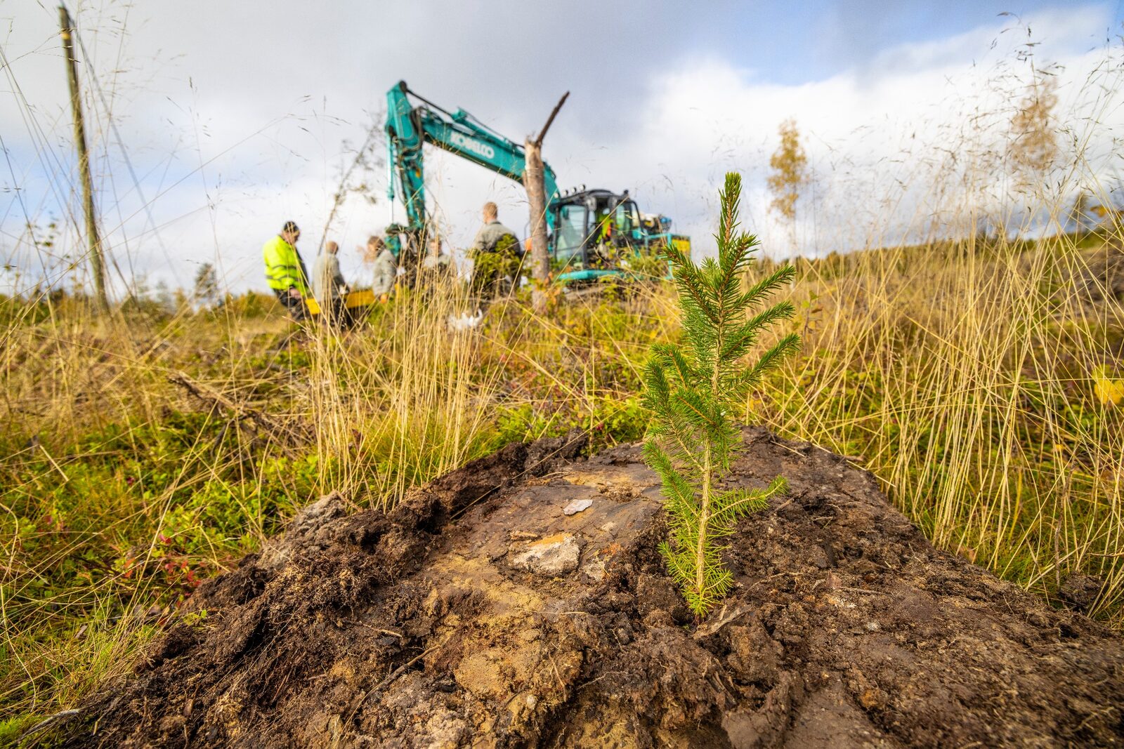 Sapling planting